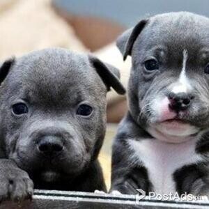 Staffordshire Bull Terrier Puppies | PostAds PH