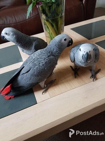 African Grey Parrots 