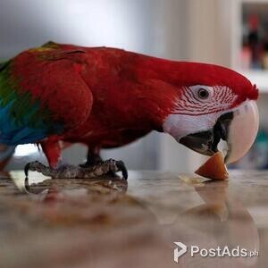Green winged Macaws Parrots | PostAds PH