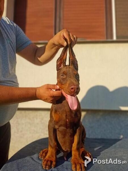 Doberman puppies