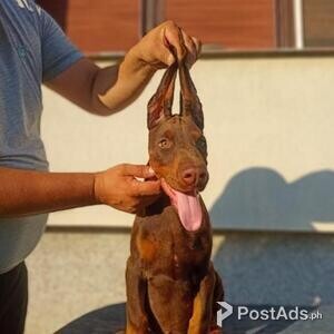 Doberman puppies | PostAds PH