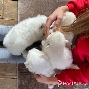 Purebred Pomeranian Puppies | PostAds PH