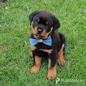 Rottweiler puppies is ready | PostAds PH
