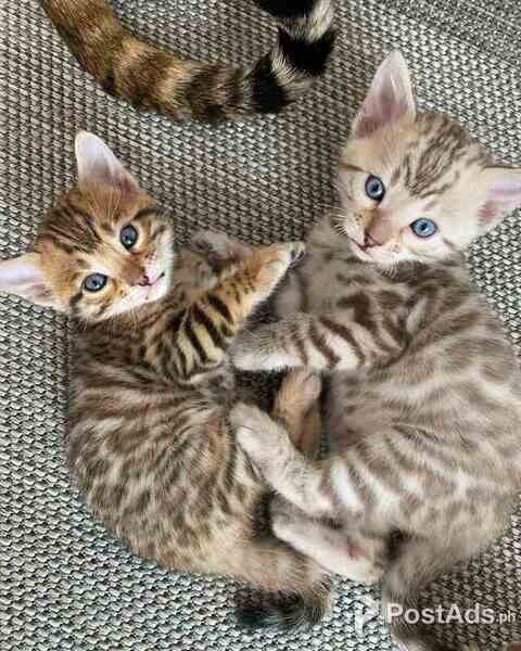 BENGAL BABIES READY