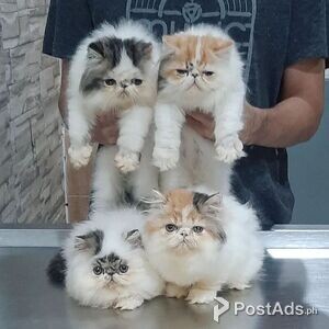PERSIAN BABIES READY | PostAds PH