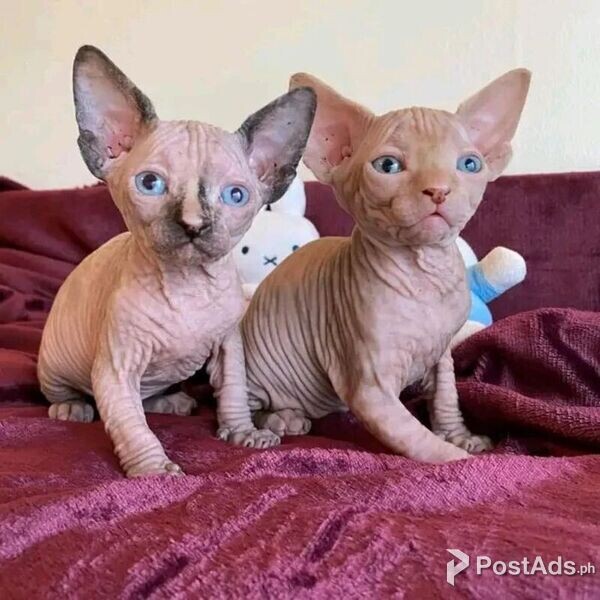 SPHYNX KITTENS AVAILABLE FOR
