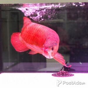 Blood Red Arowana Fish.. | PostAds PH