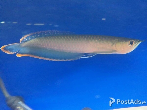 Blue Black Arowana Fish..