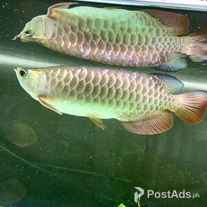 Hight Back Golden Arowana.. | PostAds PH