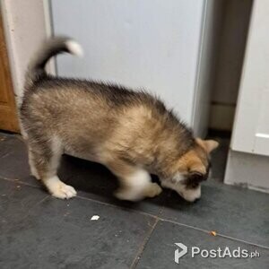 alaskan malamute puppy | PostAds PH