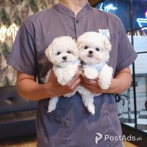 Bichon frise pups | PostAds PH