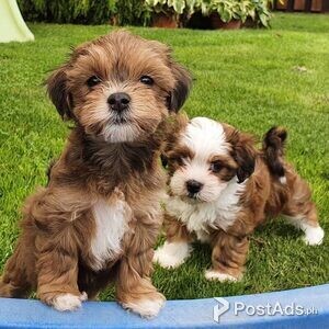 Havanese Babies | PostAds PH