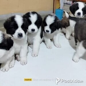 Saint Bernard Puppies | PostAds PH