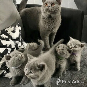 British shorthair kittens for sale | PostAds PH