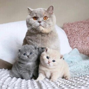 Cute Scottish Fold Kittens sale | PostAds PH