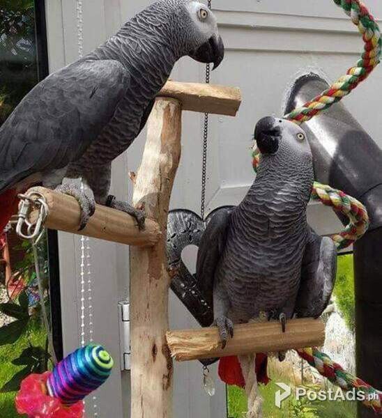 Talking African Grey Parrots for sale