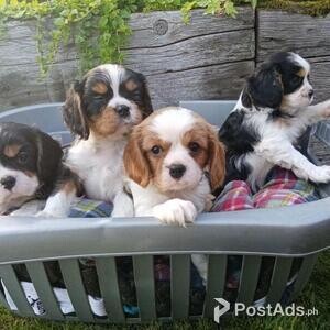 Gorgeous Cavalier king Charles spaniel puppies for sale | PostAds PH