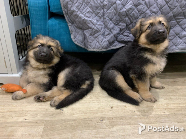German Shepherd Puppies for sale