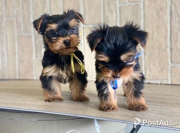 Fully vaccinated Yorkie puppies available for sale