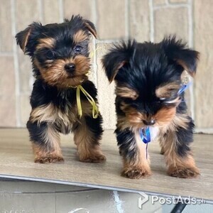 Fully vaccinated Yorkie puppies available for sale | PostAds PH