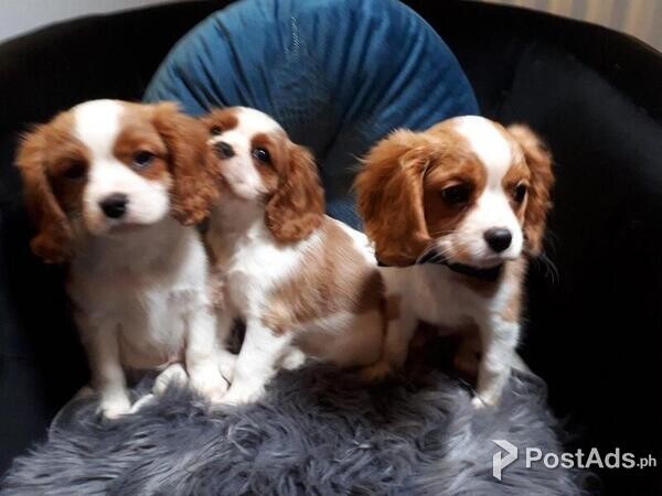 .Cavalier King Charles Spaniel Puppy