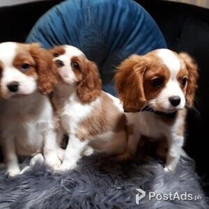 .Cavalier King Charles Spaniel Puppy | PostAds PH