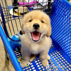 Playful Golden Retriever puppies for sale | PostAds PH