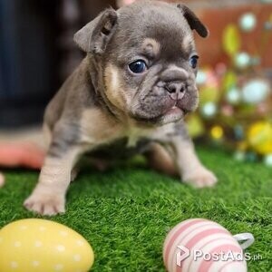 .French Bulldog puppies | PostAds PH