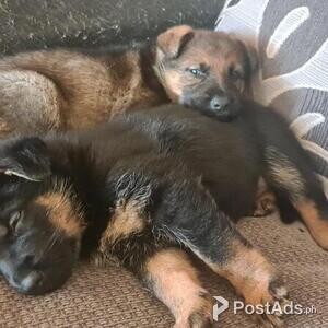 .German Shepherd puppies | PostAds PH