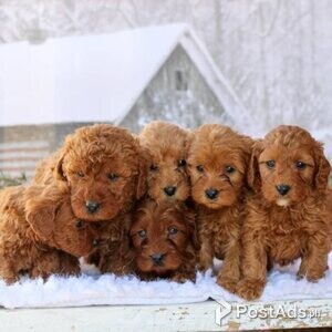 Labradoodle puppies | PostAds PH