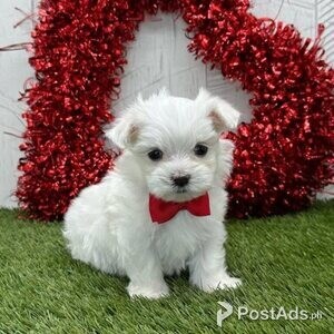.Teacup Maltese Puppies | PostAds PH
