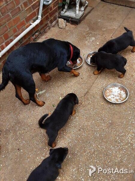P.C.C.I  10 weeks old Rottweiler puppies