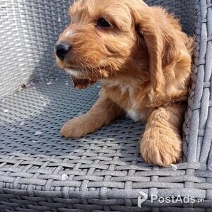 JUST ONE COCKAPOO AVAILABLE | PostAds PH
