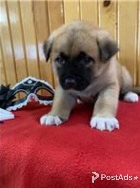 akita puppies