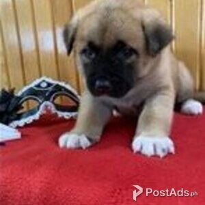 akita puppies | PostAds PH