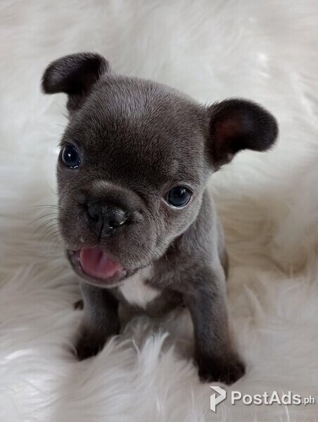 Valentine's Day French Bulldogs