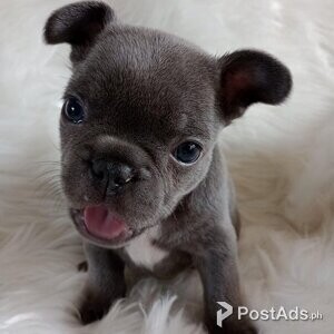 Valentine's Day French Bulldogs | PostAds PH