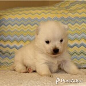 alaskan klee puppies | PostAds PH