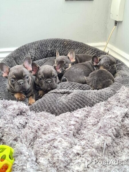 8 week old French bulldog puppies and ready to leave