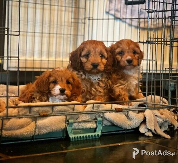 STUNNING CAVAPOO PUPPIES AVAILABLE