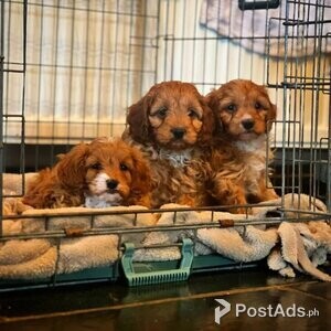 STUNNING CAVAPOO PUPPIES AVAILABLE | PostAds PH