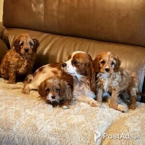 3 STUNNING CAVAPOO PUPPIES AVAILABLE | PostAds PH