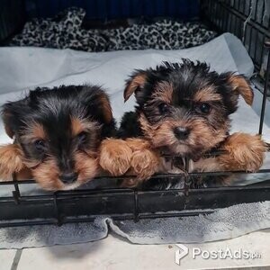 2 Yorkshire terrier | PostAds PH