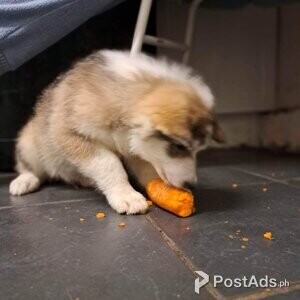 alaskan malamute puppy | PostAds PH