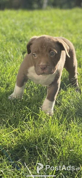 american bulldog