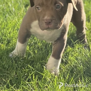 american bulldog | PostAds PH