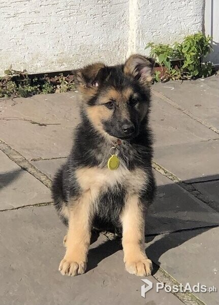 Female german shepherd puppy needs new home