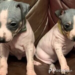 american hairless terrier | PostAds PH