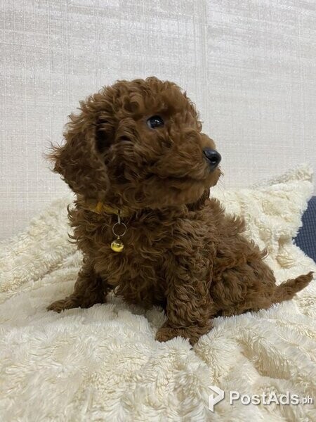 Toy poodle puppies Ready now.