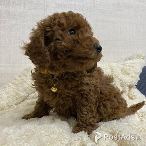 Toy poodle puppies Ready now. | PostAds PH